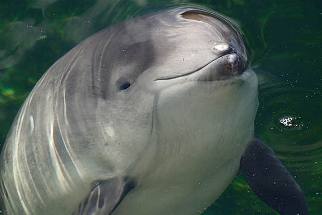 дельфин азовка