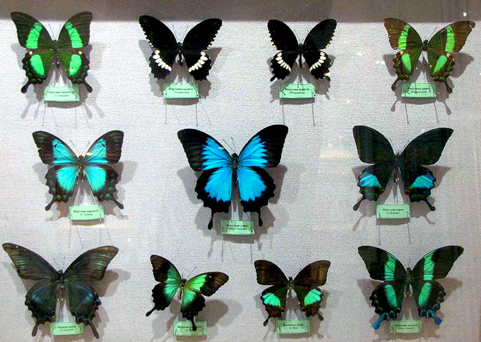 Выставка бабочек в ростовском краеведческом музее, фото Веры Волошиновой