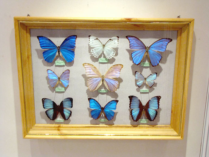 Выставка бабочек в ростовском краеведческом музее, фото Веры Волошиновой