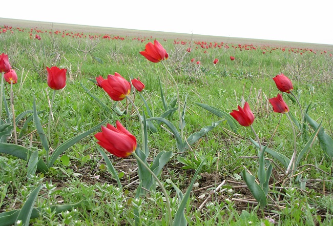 красные тюльпаны1